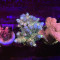 Bolo Rainbow Millepora