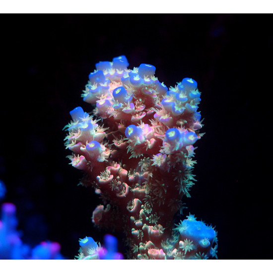 TSA Walt Disney Tenuis Acropora