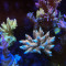 Bolo gold Millepora