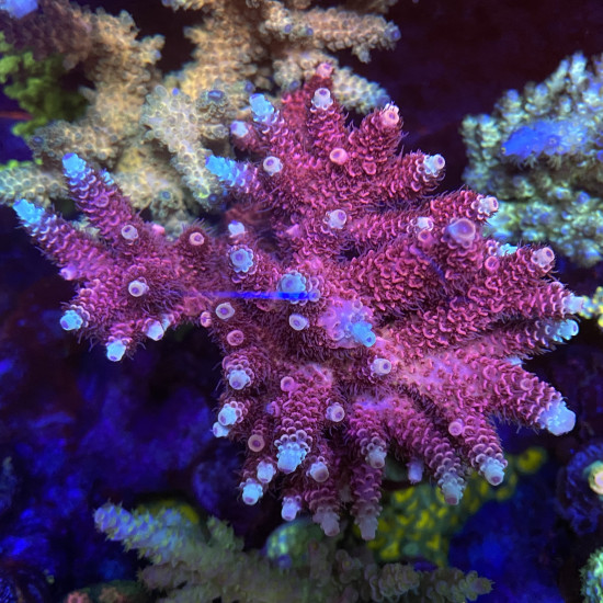 Bolo Rose Acropora Millepora