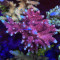 Bolo Rose Acropora Millepora