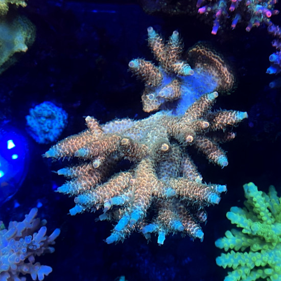 Bolo Rainbow Acropora Millepora