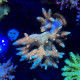 Bolo Rainbow Acropora Millepora