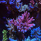 Bolo rose Millepora