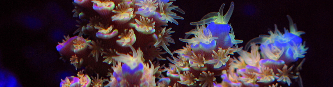 Signatured corals