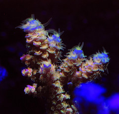 Signatured corals
