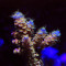 TSA Walt Disney Tenuis Acropora