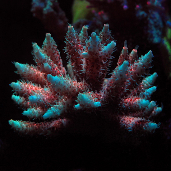 Bolo Rainbow Acropora Millepora