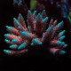 Bolo Rainbow Acropora Millepora